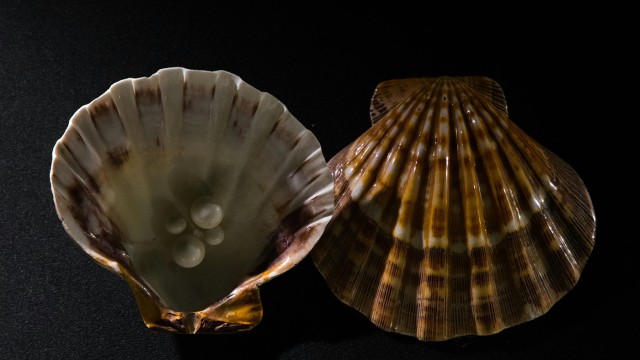 🔥 La perla oculta en tu dolor 🔥
